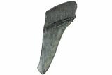 Partial, Fossil Megalodon Tooth - South Carolina #235942-1